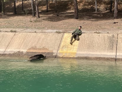 Intento de rescatar a un jabalí del canal del trasvase.