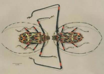 Acrocinus longimanus macho y hembra, de Jorge Ignacio Mesa Álvarez.