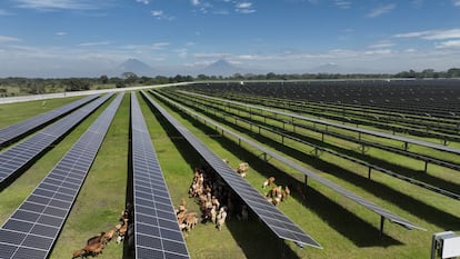 Agrivoltaica en la planta Yolanda, en Guatemala, de Ecoener.