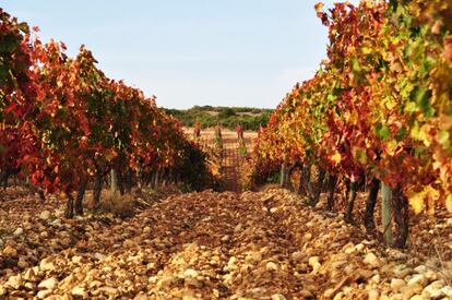 Vi&ntilde;edos de Chivite de la Finca de Villatuerta