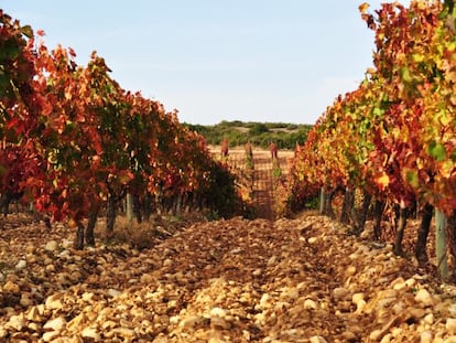 Vi&ntilde;edos de Chivite de la Finca de Villatuerta