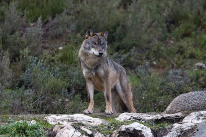 Un lobo en Asturias.