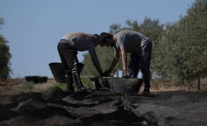 Recogida de aceitunas en una finca de olivar en la localidad sevillana de Bollullos de la Mitación.