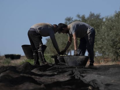 Recogida de aceitunas en una finca de olivar en la localidad sevillana de Bollullos de la Mitación.