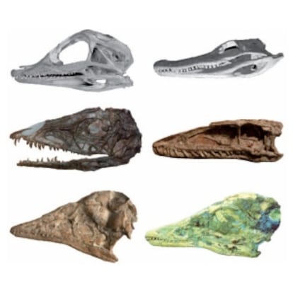 Juvenile Alligator skull and adult Alligator skull. Middle: Juvenile and adult Coelophysis skulls. Bottom: Juvenile and adult Archaeopteryx skulls.