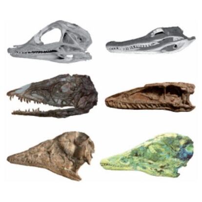 Juvenile Alligator skull and adult Alligator skull. Middle: Juvenile and adult Coelophysis skulls. Bottom: Juvenile and adult Archaeopteryx skulls.