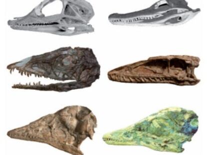 Juvenile Alligator skull and adult Alligator skull. Middle: Juvenile and adult Coelophysis skulls. Bottom: Juvenile and adult Archaeopteryx skulls.