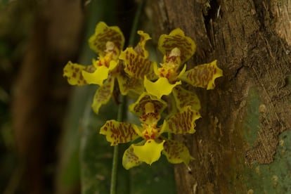 Hay cerca de 2.000 especies de plantas en Iguazú. Varias de ellas endémicas y todas ellas dan vida a la llamada ‘Selva Misionera’.