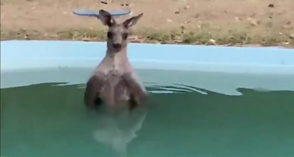 El canguro encontrado en la piscina de una casa de Australia.