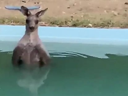 El canguro encontrado en la piscina de una casa de Australia.