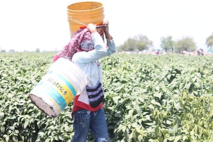 Una ni&ntilde;a mixteca trabaja en un campo en Guanajuato.