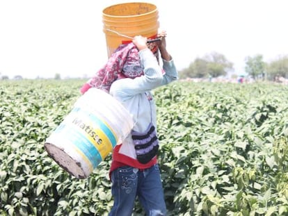 Una ni&ntilde;a mixteca trabaja en un campo en Guanajuato.