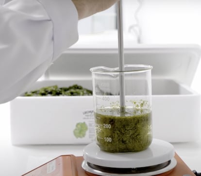 Una persona mezcla las algas en el laboratorio en una imagen cedida por la empresa Mediterranean Algae.