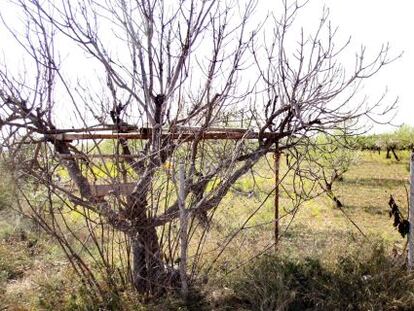 Garrofera de parany, en la finca que Seraf&iacute;n Castellano ha adquiri&oacute; en el t&eacute;rmino municipal de Lliria (Valencia).