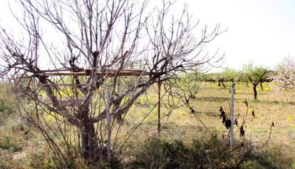 Garrofera de parany, en la finca que Serafín Castellano ha adquirió en el término municipal de Lliria (Valencia).