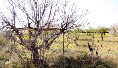 Garrofera de parany, en la finca que Seraf&iacute;n Castellano ha adquiri&oacute; en el t&eacute;rmino municipal de Lliria (Valencia).