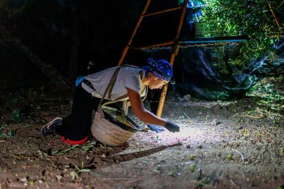 Noemí Luna de 26 años recogiendo la aceituna en la finca Santa Magdalena en Morón de la Frontera , Sevilla.