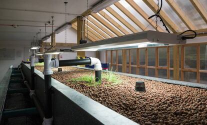 Tanque de aquaponics, sistema que combina la cría de peces con el cultivo mediante hidrocultura en Todmorden (Inglaterra).