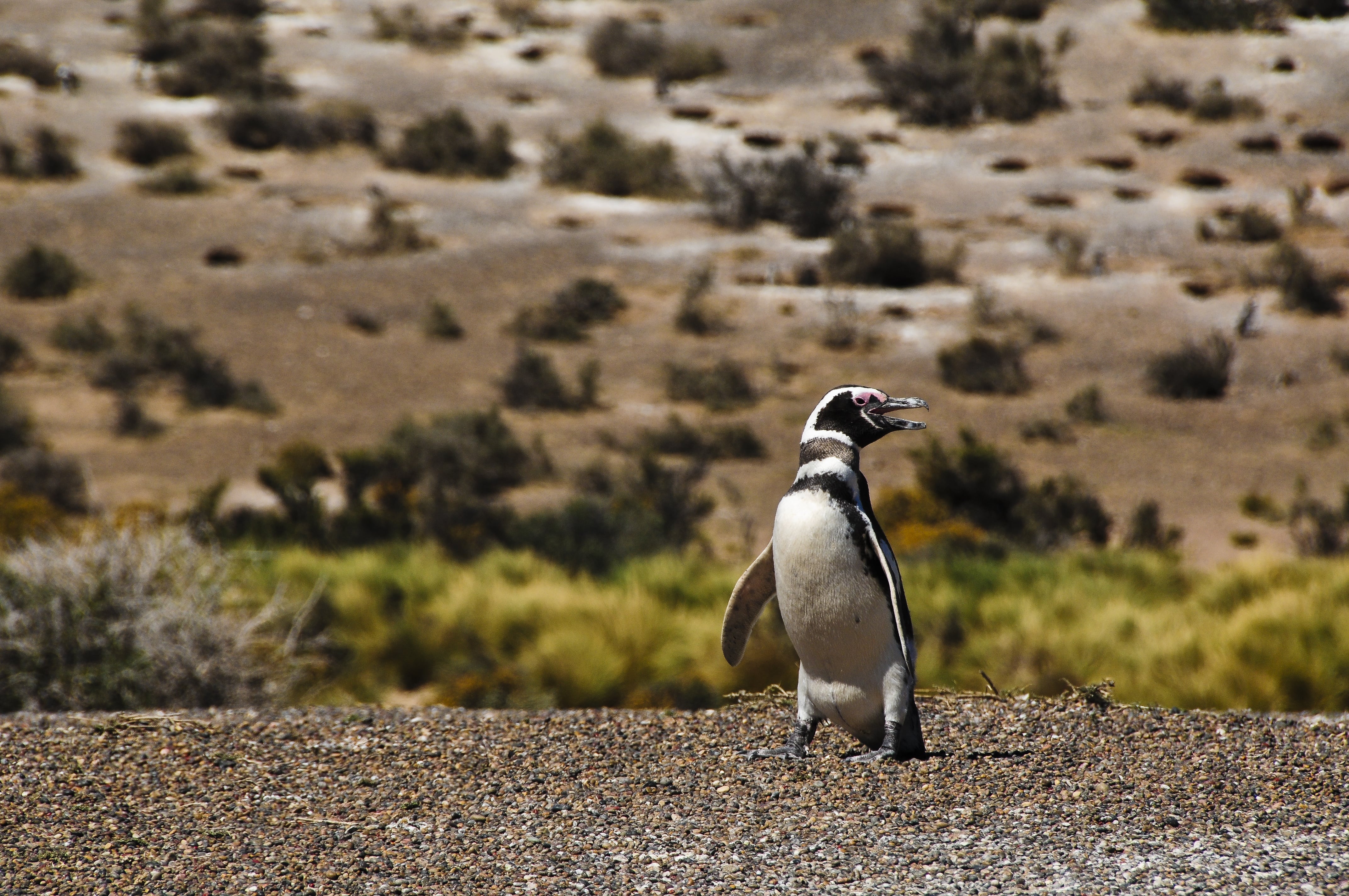 Condena sin precedentes a un ganadero argentino por “crueldad animal” en una matanza de pingüinos en la Patagonia