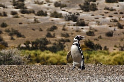 Un pingüino de Magallanes, en Punta Tombo, en la Patagonia argentina.