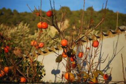 Unos caquis en el huerto de un pueblo de Valldemossa (Mallorca, Baleares).