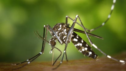 Un mosquito tigre pica a una persona. 
