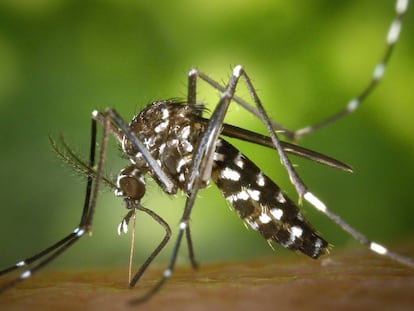 Un mosquito tigre pica a una persona. 