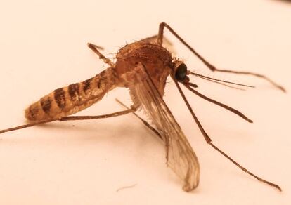 La gen&eacute;tica demostr&oacute; en 1999 que el &#039;Culex molestus&#039; es una nueva especie de mosquito emergida en el metro de Londres.