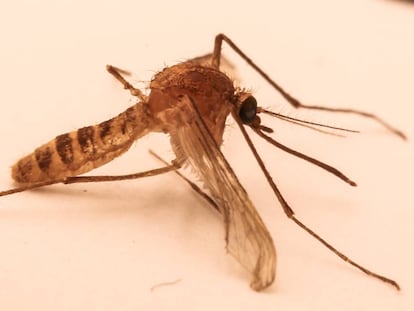 La gen&eacute;tica demostr&oacute; en 1999 que el &#039;Culex molestus&#039; es una nueva especie de mosquito emergida en el metro de Londres.