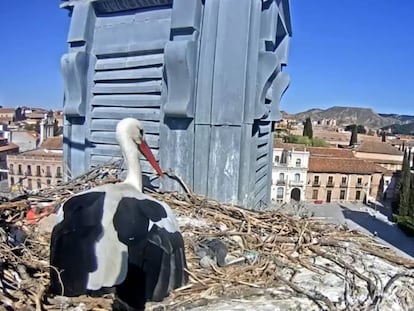 Caprtura de la webcam que trasmite en directo 24 horas al día el nido de cigüeña blanca