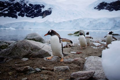 Un grupo de pingüinos en Puerto Neko (en la costa oeste de la península Antártica), el 16 de febrero de 2018.
