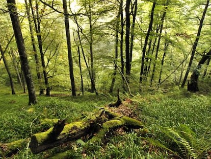 El bosque de Munielllos, considerado reserva de la bioesfera, en Asturias.