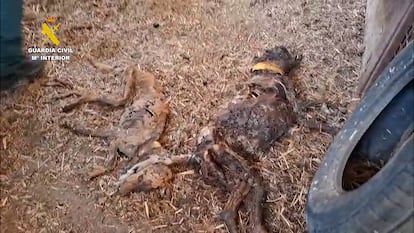 Perros muertos por inanición en una finca de Azuaga (Badajoz)