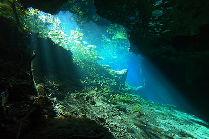 Cenotes en el Tren Maya