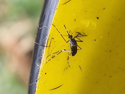 A mosquito of the 'Aedes notoscriptus' species native to Australia that has spread to the United States.