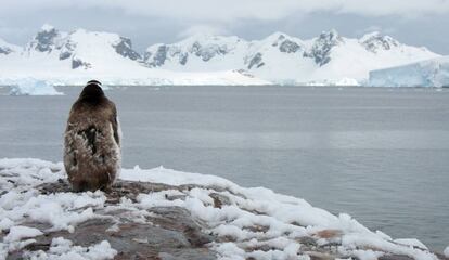 Un pingüino contempla la Bahía Paraíso, en la Península Antártica./