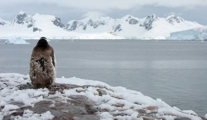 Un pingüino contempla la Bahía Paraíso, en la Península Antártica./