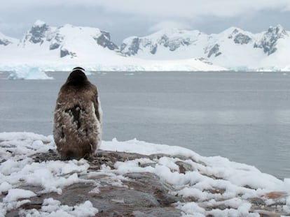 Un pingüino contempla la Bahía Paraíso, en la Península Antártica./