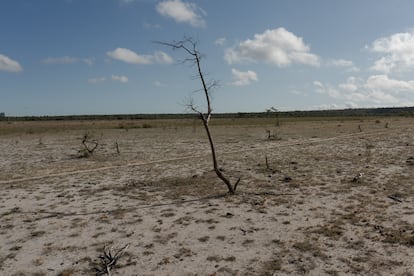 The dry part of the environmentally protected lake.
