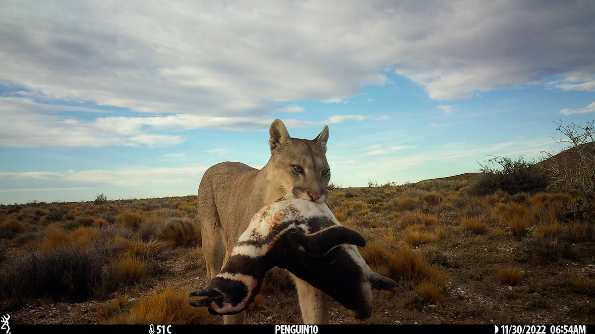 La población de pumas de la Patagonia se dispara gracias a una presa inesperada: los pingüinos