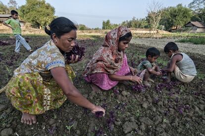 Mujeres y niños trabajan en el campo. Su subsistencia depende de las cosechas, cada vez peores por el cambio climático, y del precio que se paga por los alimentos, siempre escaso.