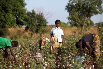 Ni&ntilde;os de Burkina Faso cosechan algod&oacute;n para Victoria&rsquo;s Secret 