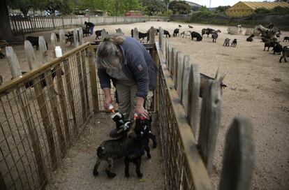 Una trabajadora alimenta a varias crías de cabra en el Safari de Madrid.