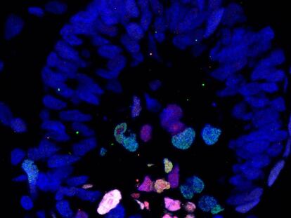 Cultivo de embrión de mono en el día 17, con las células marcadas para su seguimiento.