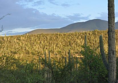 Valle de Tehuacan-Cuicatlán, hábitat primigenio de mesoamérica (México).