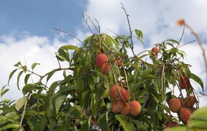 Un ejemplar de 'Litchi chinensis', el árbol tropical cuyo fruto se come bajo el nombre de lichis.