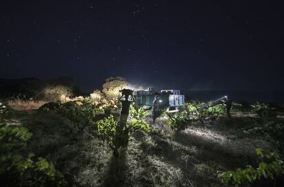 Vendimia nocturna en un viñedo de la bodega Pago los Balancines, en Oliva de Mérida (Badajoz).