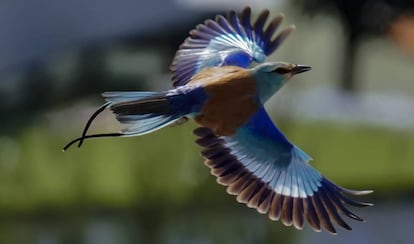 La carraca en pleno vuelo.