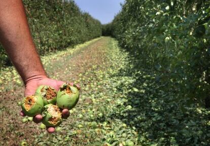 Fruta dañada por una tormenta de granizo en Mollerussa, en julio de 2012.