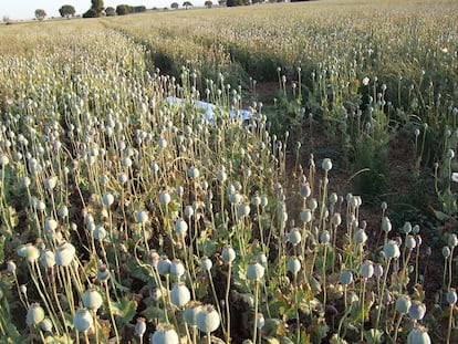 The body of Pasquale, a 32-year-old Italian man who died after ingesting opium in a legal plantation in Alcaliber, Albacete in 2009.